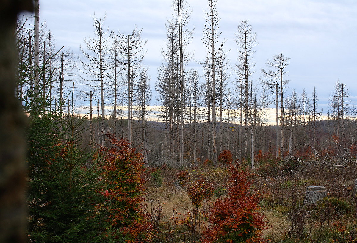 An der rötlichen Farbe des Herbstlaubs erkennt man, dass überall zwischen und um die toten Bäume des Fichtenwalds herum neuer Mischwald entsteht; Aufnahme vom späten Nachmittag des 23.10.22...