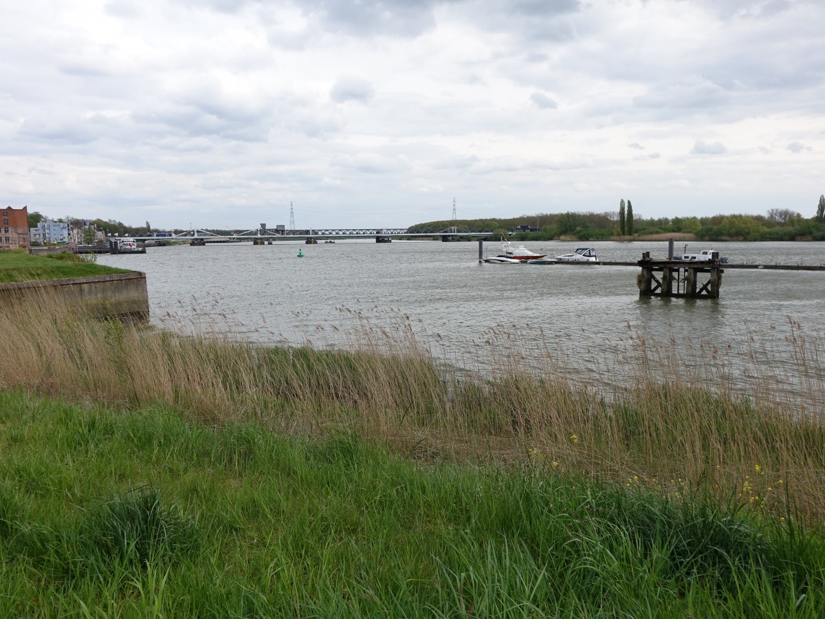 An der Schelde bei Temse, Ostflandern (29.04.2015)