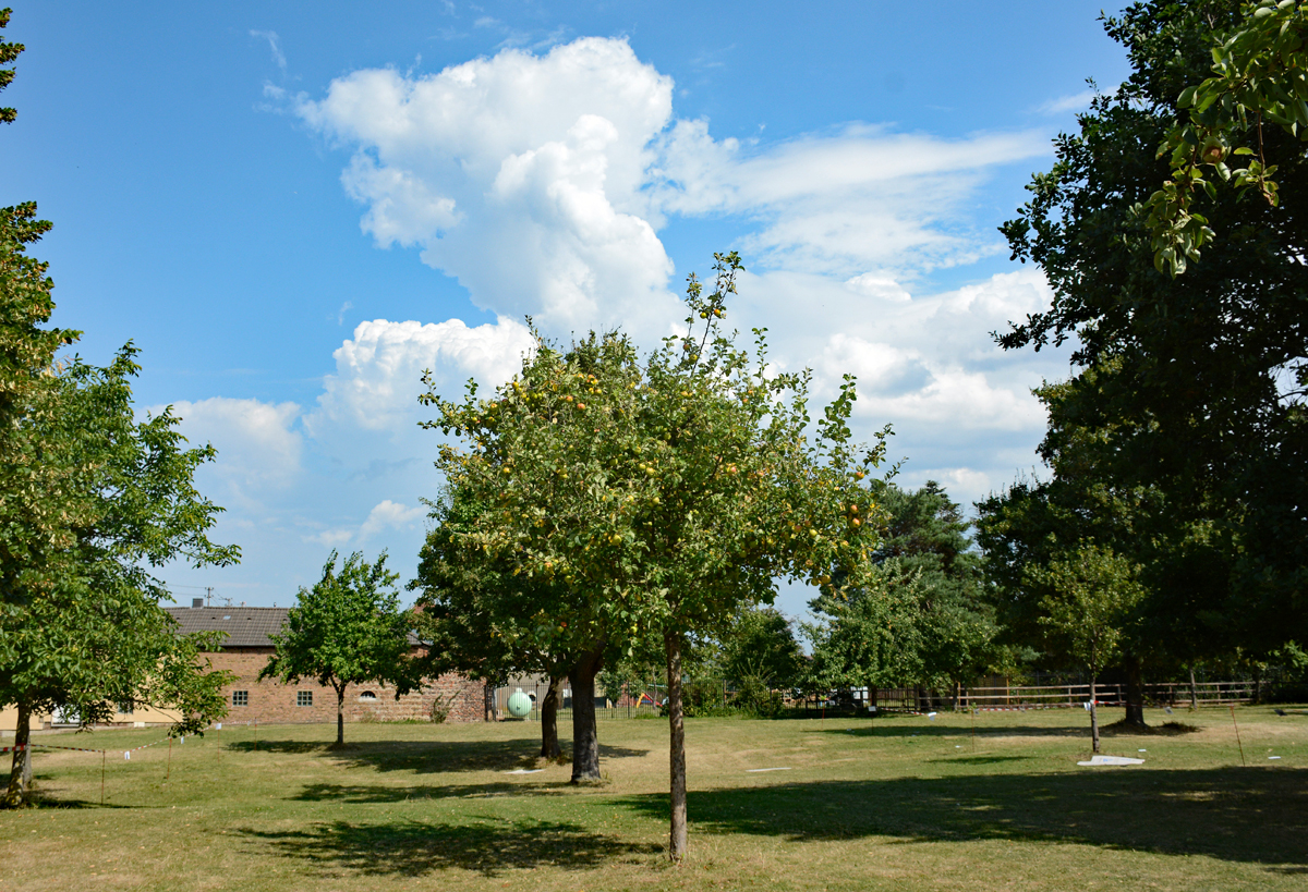 Apfelbäume und Sommerwolken bei Zülpich - 28.08.2016