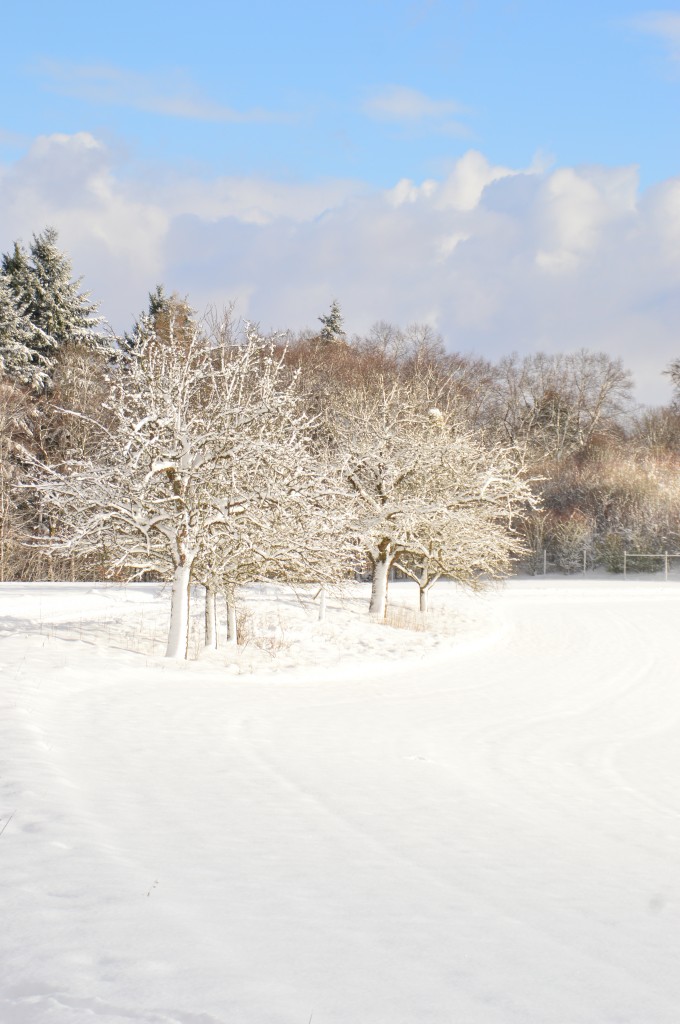 Apfelbäume im Winterkleid, sie stehen am Feldrand bei Reichenbuch im schönen Odenwald. 17.1.2016