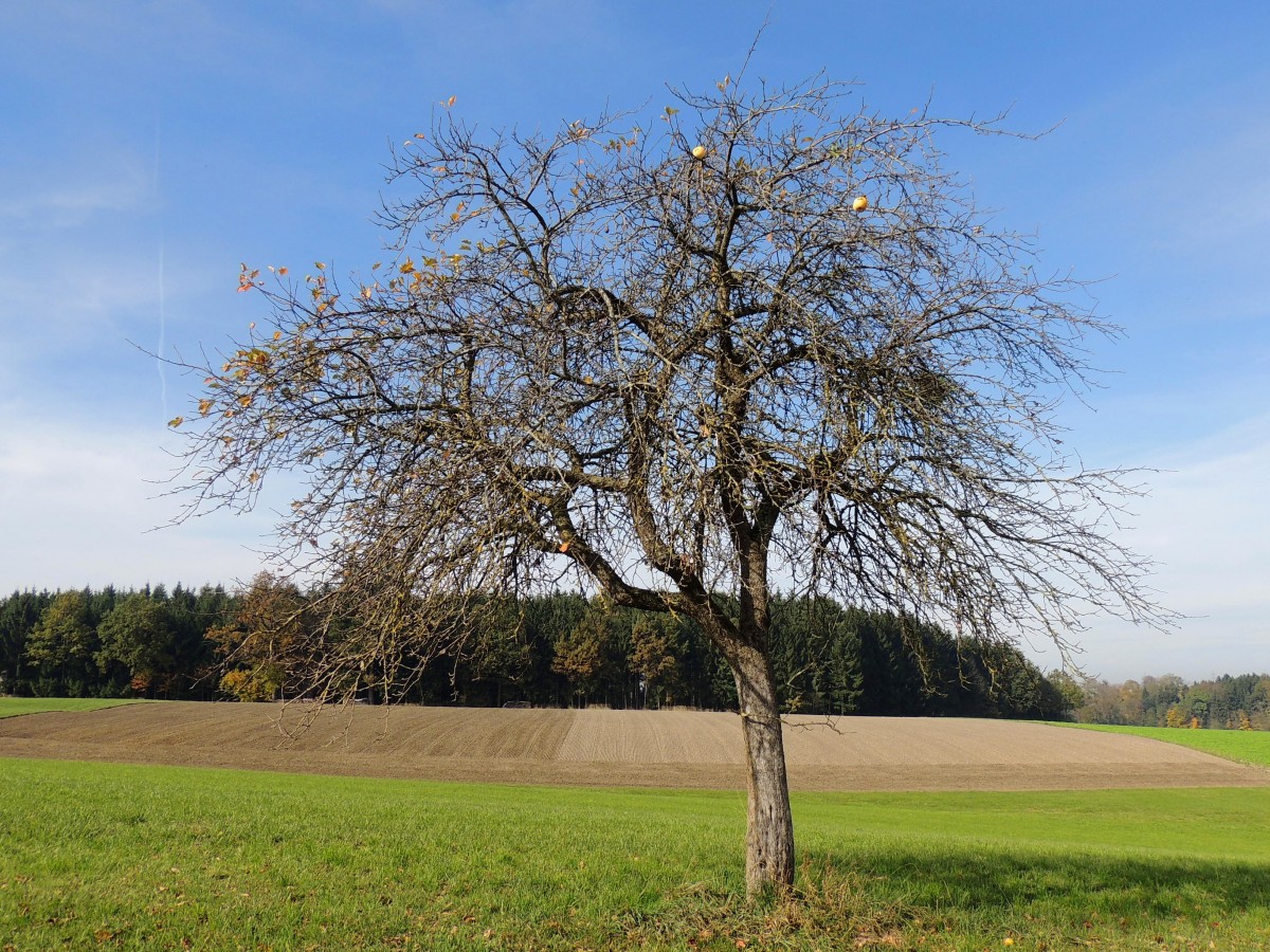 Apfelbaum mit den letzten beiden Frchten; 131020