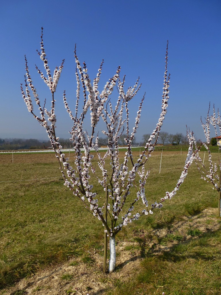 Aprikosenbäumchen in voller Blüte am 14.März in der Rheinebene