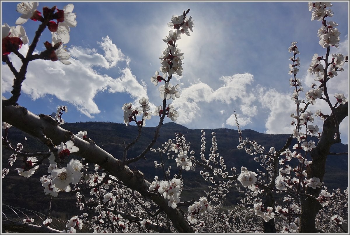 Aprikosenblüten im Walliser Sonnenlicht
(04.04.2018)