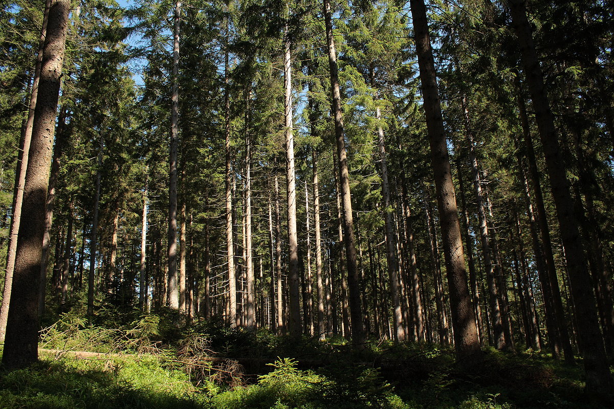 Auch das gibt es noch hier im Nationalpark im Westharz: ein heiles Stück Fichtenurwald an einem Hang über dem Silberteich bei Braunlage; Aufnahme um die Mittagszeit des 19.08.2019...