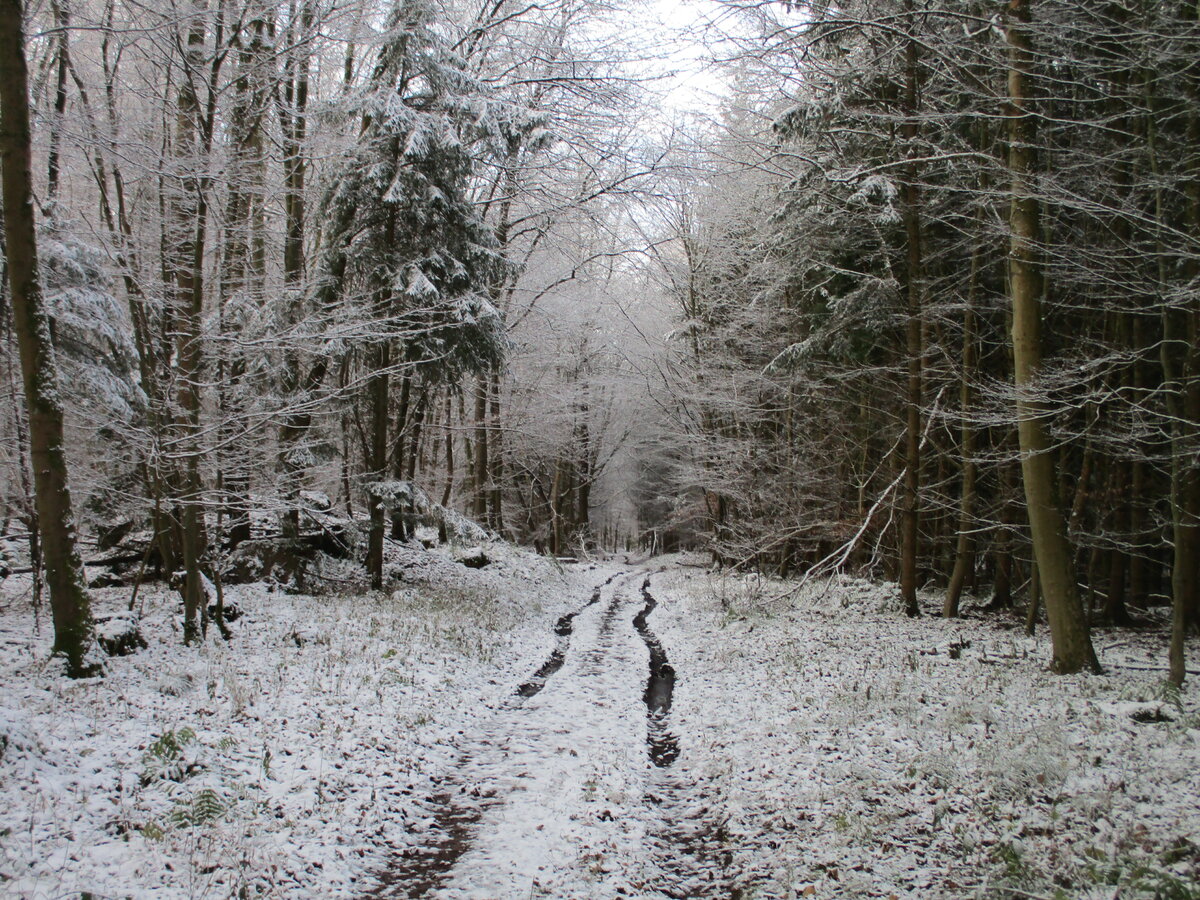 Auch hier kam ortenlich Schnee runter.Im Wald bei Tilzow am 21.Dezember 2021.