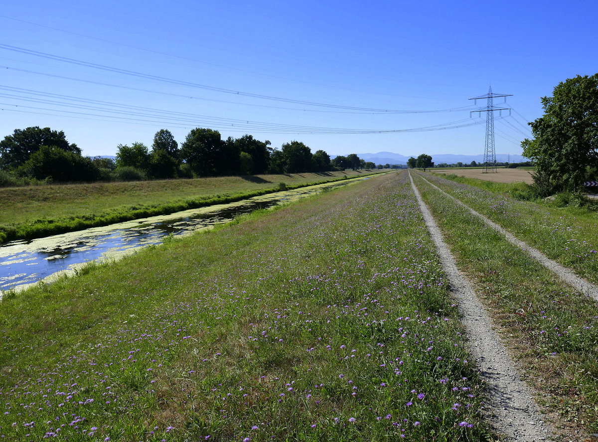 auf dem Hochwasserschutzdamm am Dreisamkanal bei Riegel, am Horizont der Schwarzwald, Juli2020