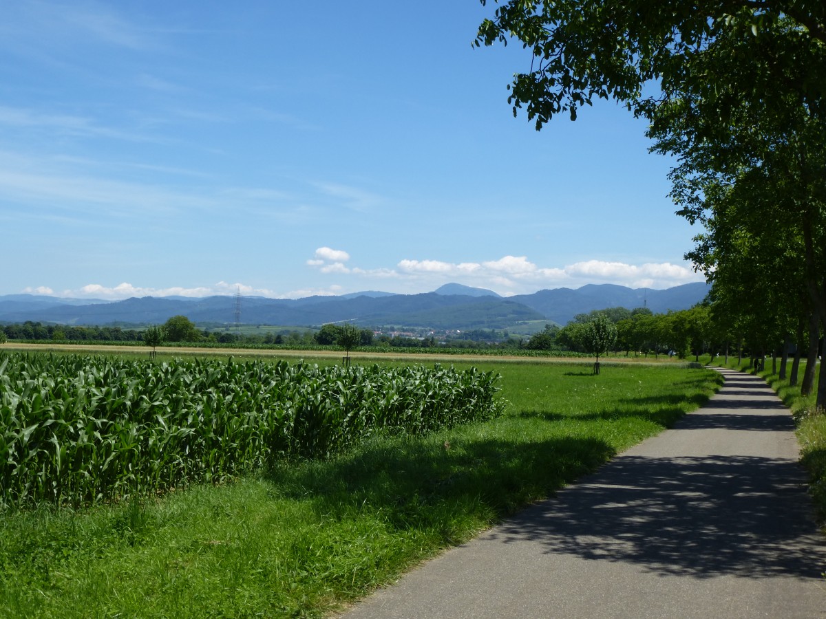auf dem Radweg von Neuenburg am Rhein nach Mllheim, im Hintergrund der Schwarzwald, Juli 2015