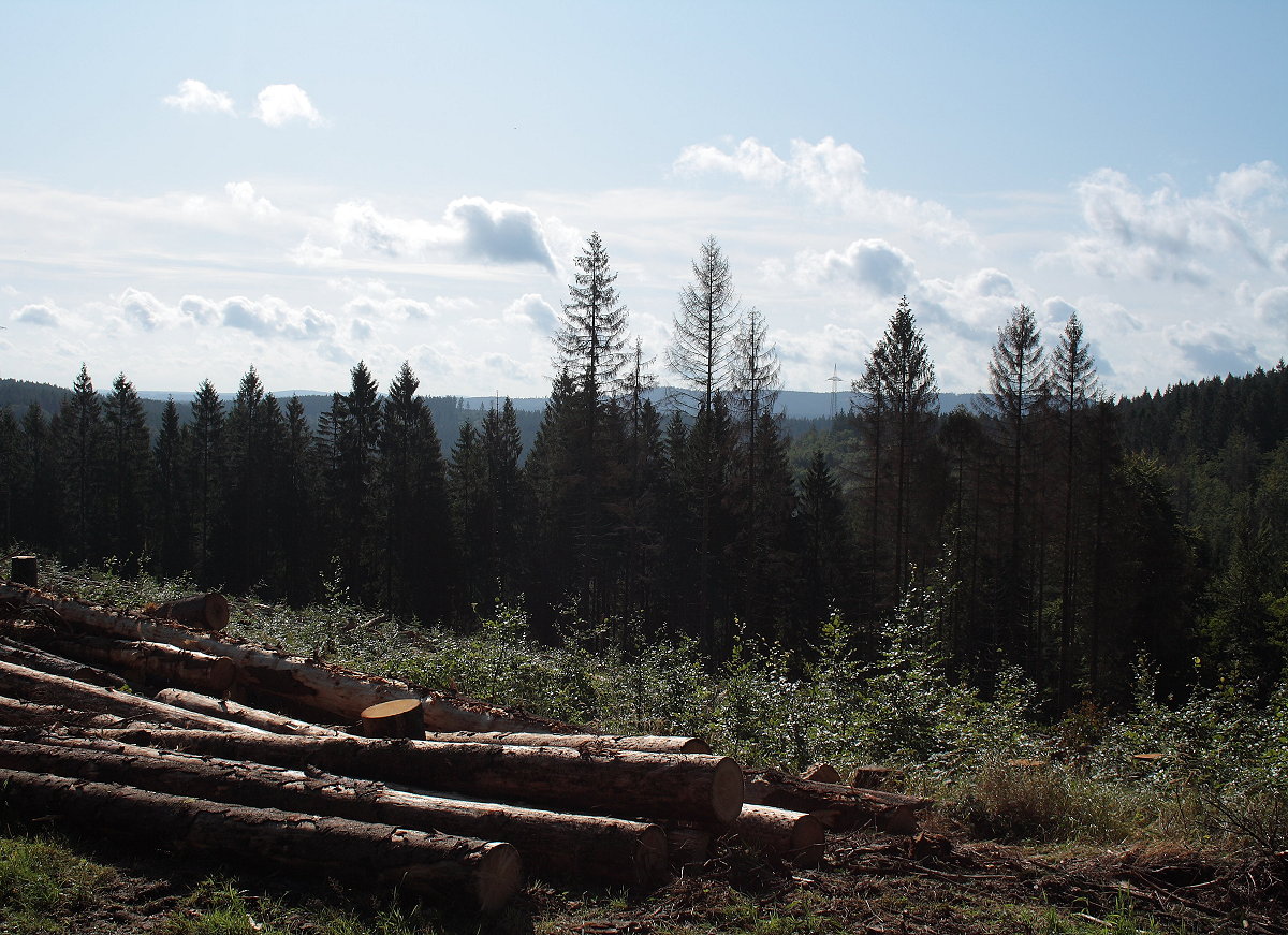 Auf dem Sägemühlenberg in der Nähe des Odertals angekommen, erreiche ich bei seinem Gipfel ein Gelände, wo ein ganzes Waldstück abgeholzt wurde, sicher weil die Bäume durch die neuen langen Trockenzeiten und Dürrephasen der letzten beiden Sommer sehr geschwächt leichte Beute der Borkenkäfer wurden; Aufnahme vom Morgen des 19.08.2019...