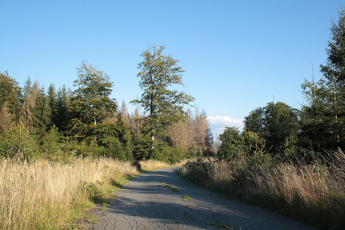 Auf der Hahnenkleer Waldstraße unterwegs durch die Harzer Wildnis; Aufnahme vom frühen Abend des 03.09.2021...