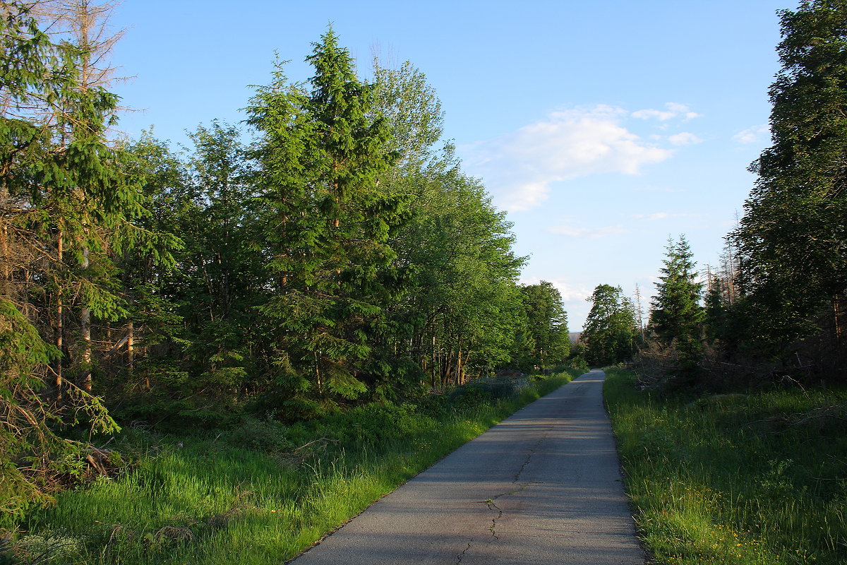 Auf der Hahnenkleer Waldstraße unterwegs durch die Harzer Wildnis; Aufnahme vom Abend des 11.06.2022...