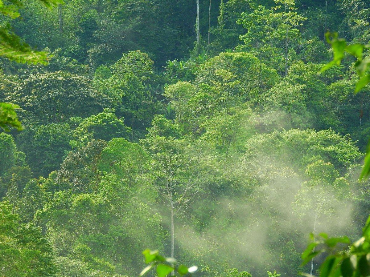 Auf einer meiner allmorgendlichen Fußmärsche durch den Regenwald entstand dieses Foto. Man kann wunderbar sehen wie die Feuchtigkeit aufsteigt und der Regenwald  atmet . Das Fot oentstand in der Region Ojochal, Provinz Puntarenas, Südwest Costa Rica, im August 2016.