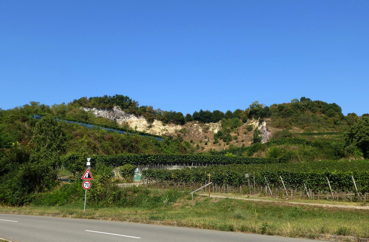 aufgelassener Steinbruch am Limberg, der ehemalige Vulkanhgel am Altrhein bei Sasbach ist Naturschutzgebiet, Sept.2016