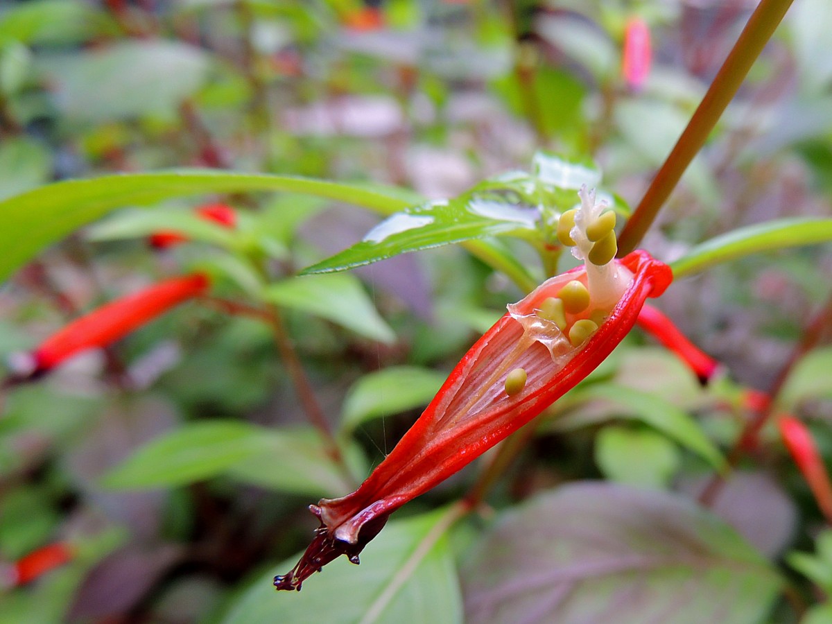 aufgeplatzte Fuchsien-Blte mit Samenkrner; 131006