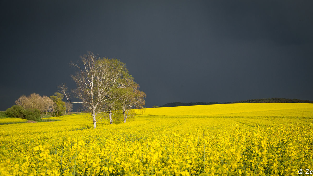 Aufziehendes Gewitter am 08.05.2016 über einem Rapsfeld bei Hoßkirch.