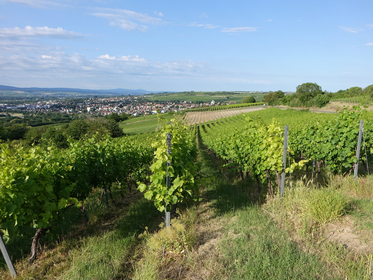 Ausblick auf Ober-Ingelheim, Lkr. Mainz-Bingen (13.06.2020)