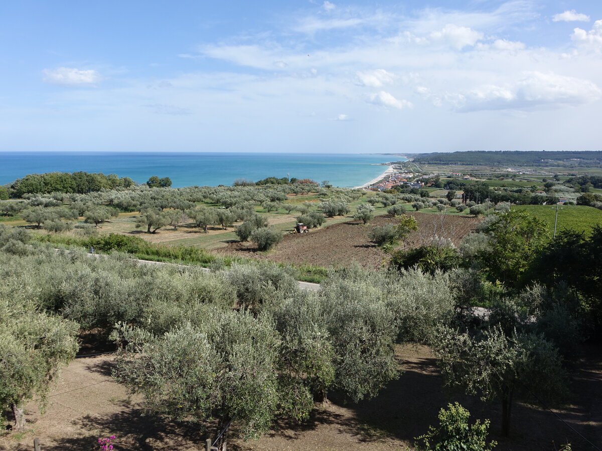 Ausblick auf Olivenhaine von der Abbazia San Giovanni in Venere in Fossacesia (16.09.2022)