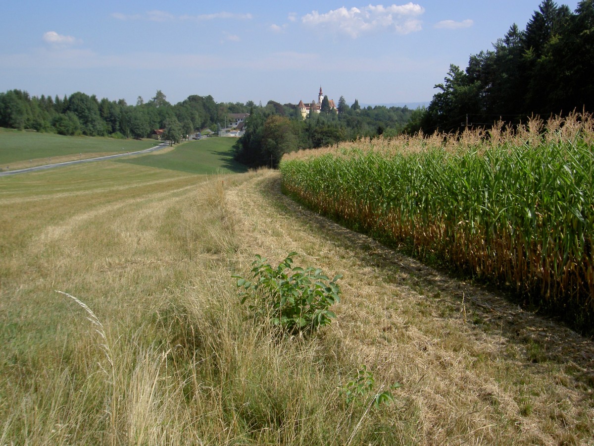 Ausblick auf das Schloss Hollenegg bei Deutschlandsberg, Sdsteiermark (18.08.2013)