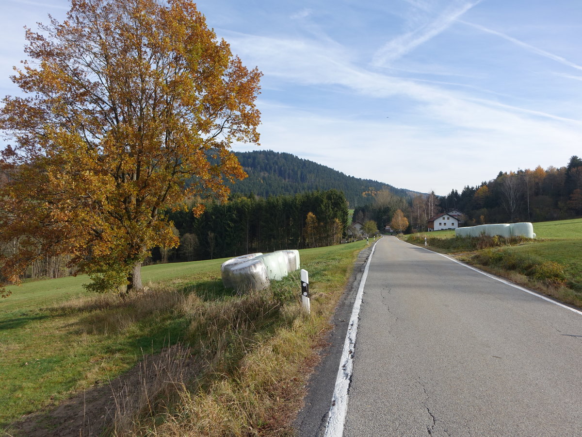 Aussicht auf den Buchberg (687 M.) bei Muschenried (04.11.2017)