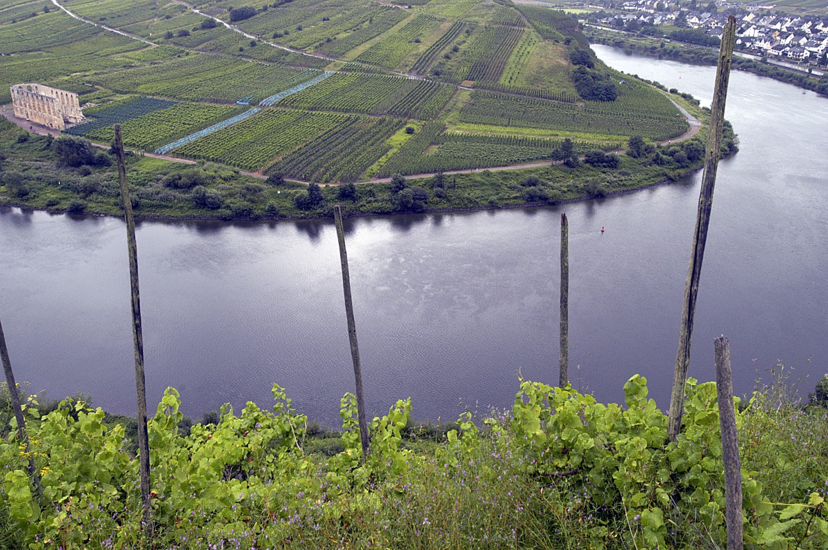 Aussicht auf die Mosel bei Bremm. Aufnahme: Juli 2007.