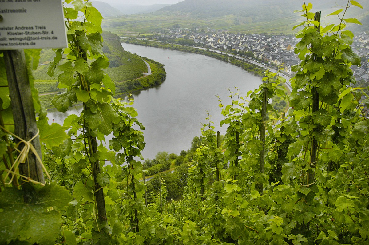 Aussicht auf die Mosel bei Bremm. Aufnahme: Juli 2007.