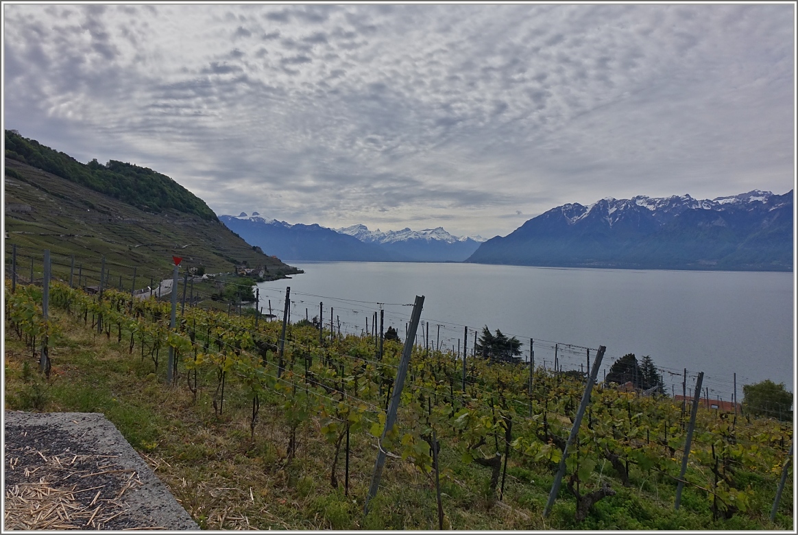 Aussicht vom Wanderweg Cully nach Vevey über den Genfersee,die Waadtländer- und Walliser Berge.
(08.05.2014) 