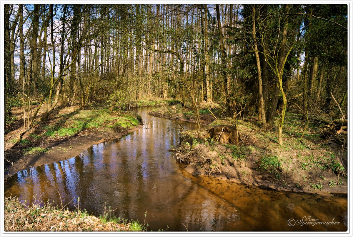 Auwald an der Fintau, Vahlde Kreis Rotenburg/Wümme im April 2015, der Kleine Nebenfluss der Wümme, entspringt nur wenige Kilometer von hier, in Schneverdingen/Reinsehlen Lüneburger Heide.