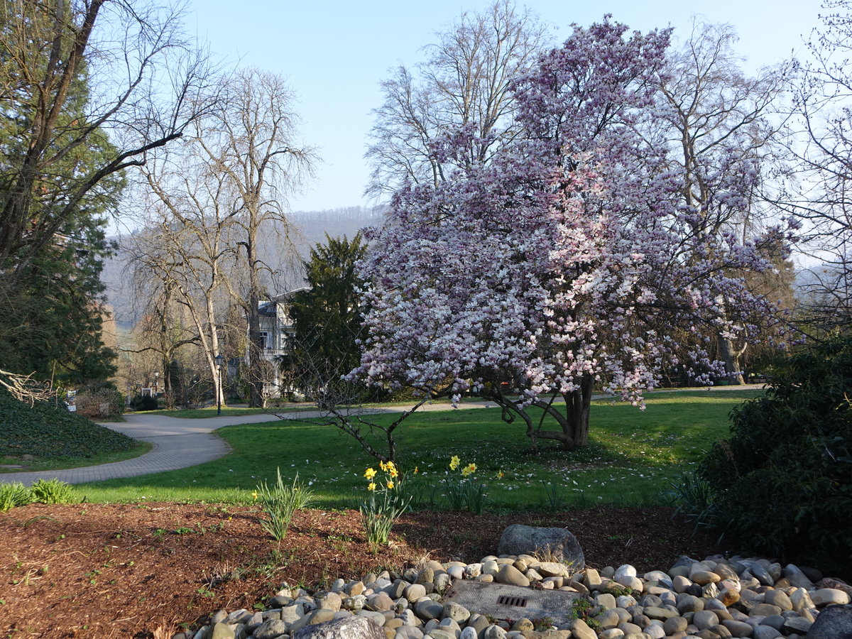 Badenweiler, blühende Bäume im Kurpark (01.04.2019)