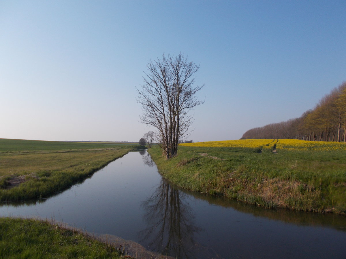 Bächlein und einsamer Baum bei Vieregge am 30.Juni 2016.