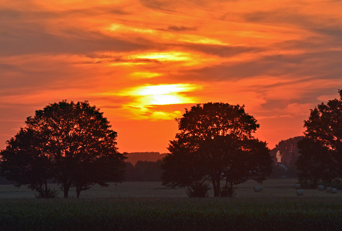 Bäume im Abendlicht, 6 Minuten vor Sonnenuntergang, bei Euskirchen - 02.08.2015