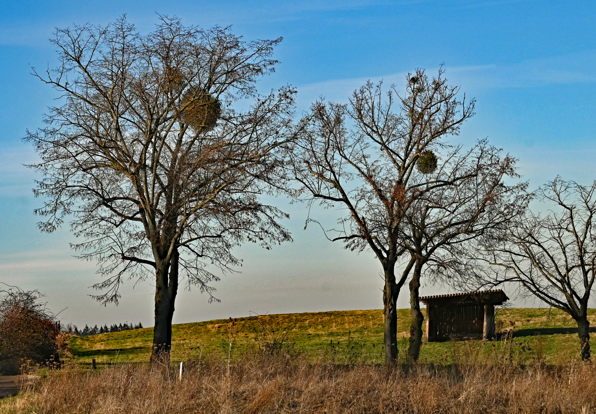 Bäume, mit Misteln befallen, an der Steinbachtalsperre bei Euskirchen - 14.01.2022