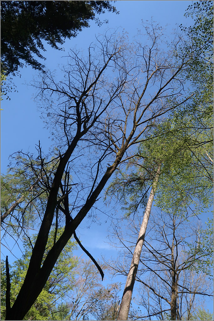 Bäume im Schatten und Licht -

Im Wald bei Remshalden-Geradstetten. 

09.05.2021 (M)