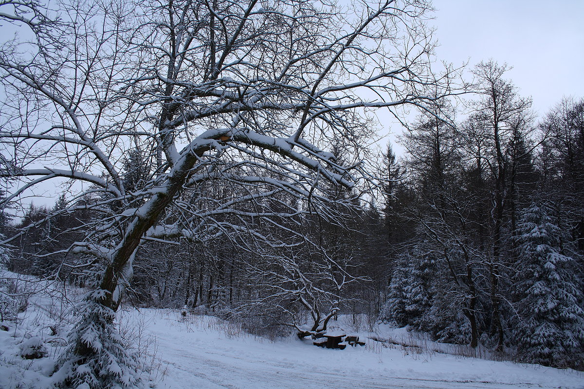 Bäume im Schneezauber in der Nähe der Brunnenbachbrücke; Aufnahme vom späten Nachmittag des 08.01.2022...