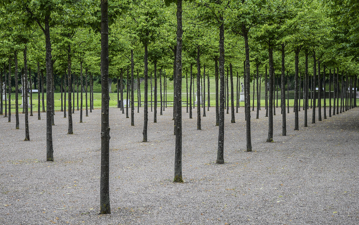 Bäume im Schweriner Schlossgarten. Aufnahme: 17. Juni 2022.