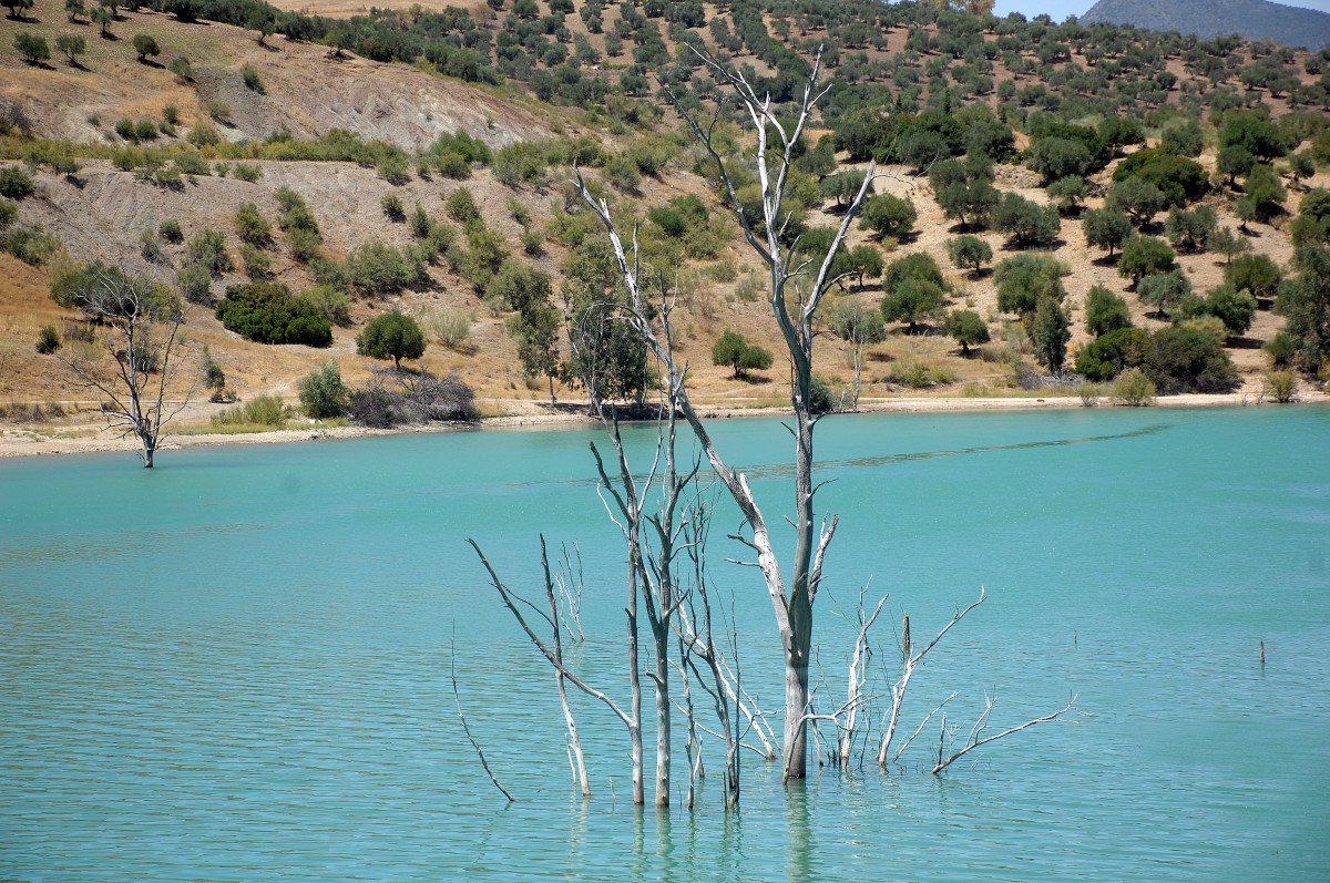 Bäume im Staudamm Embalse de Zahara. Aufnahme: Juli 2014.
