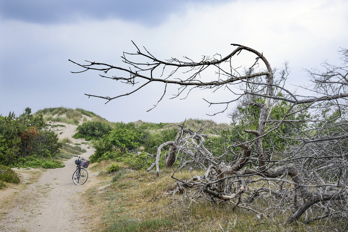 Bäume im Troldeskoven (»Zauberwald«) im Tisvilde Hegn auf Nordseeland. Aufnahme: 21. Juni 2023.