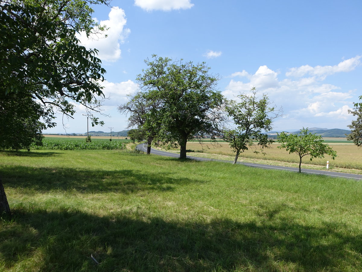 Bäume und Wiesen bei Slavětín nad Ohří, Ustecký kraj (27.06.2020)