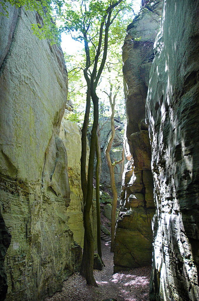 Bäume zwischen den Felsen in der Kleinen Luxemburger Schweiz. Aufnahme: August 2007.