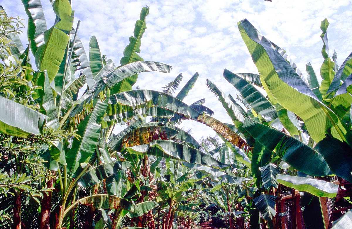 Bananenpflanzen im Mekong-Delta bei Cán Tho. Bild vom Dia. Aufnahme: Januar 2001.