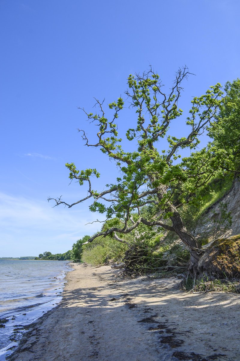 Baum an der Steilküste von Holnis (Flensburger Förde). Aufnahme: 3. Juni 2020.