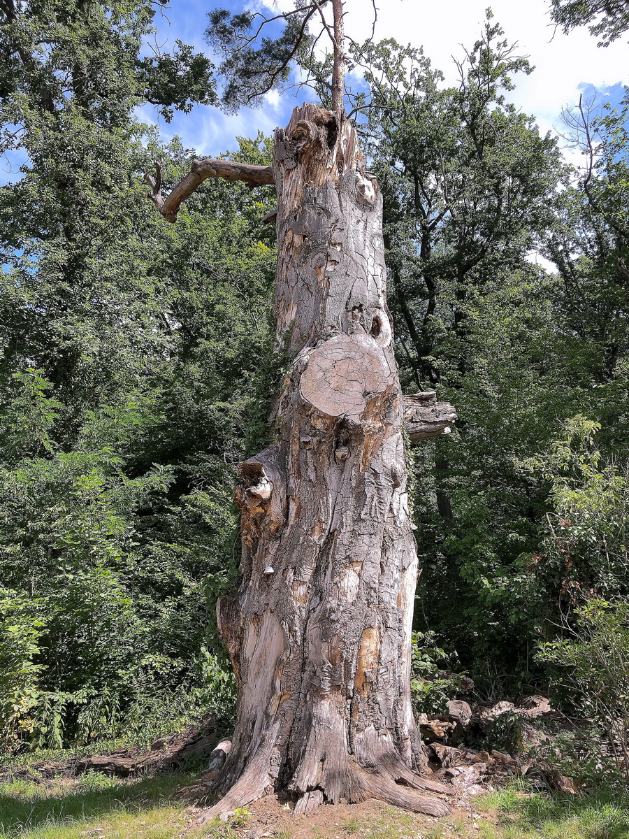 Baum auf der Pfaueninsel in Berlin am, 22. Juli 2020.