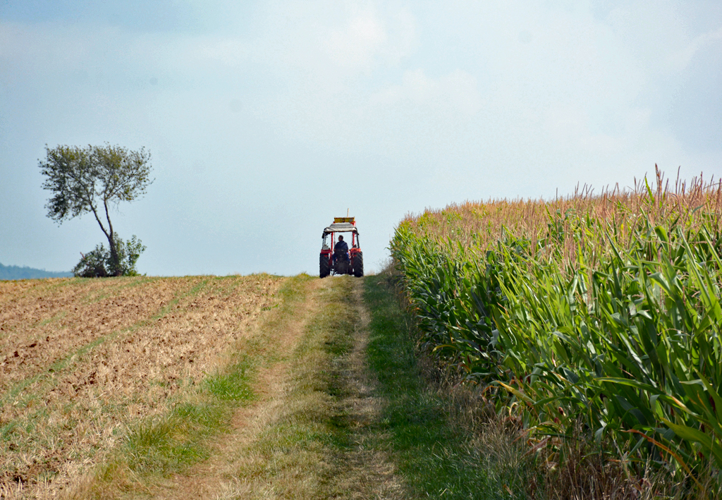 Baum - Feld - Nutzpflanzenfeld und einsames  Bäuerlein  auf dem Traktor bei Euskirchen - 17.09.2016