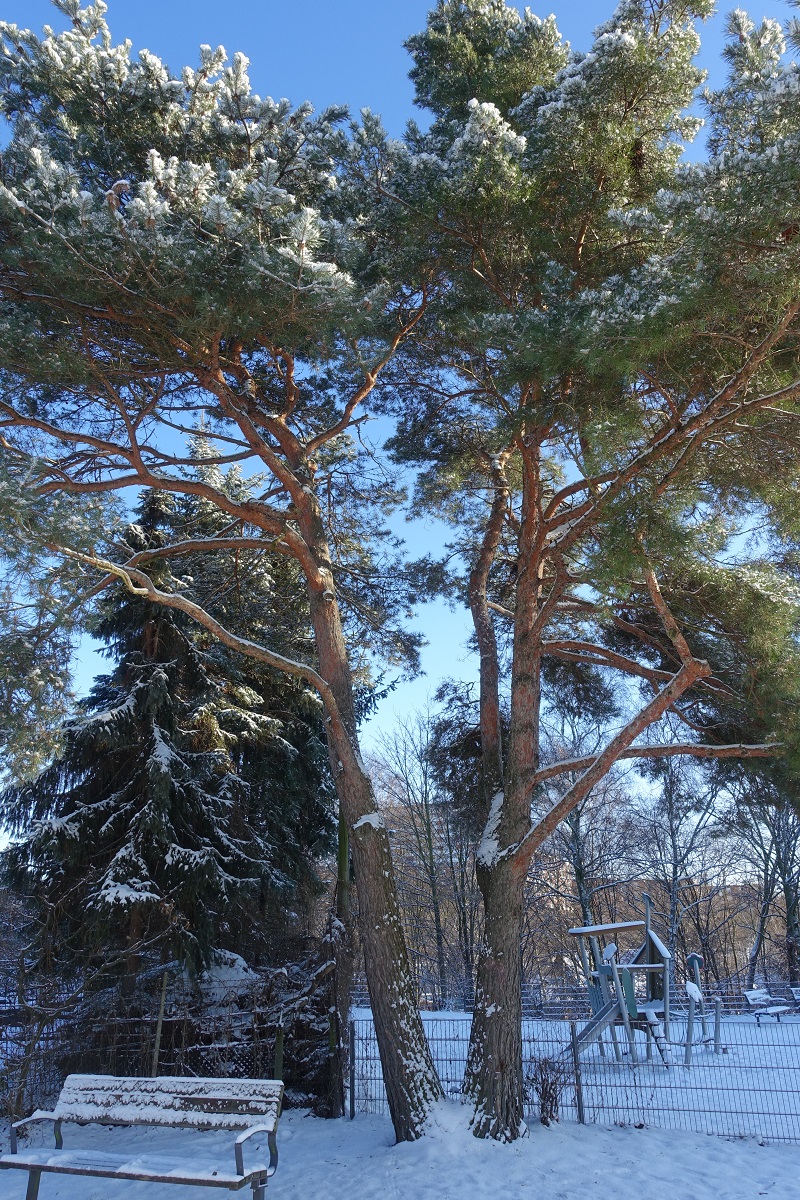 Baum in einer kleinen verschneiten Parklandschaft am 30.1.2021 in Hamburg Billstedt /