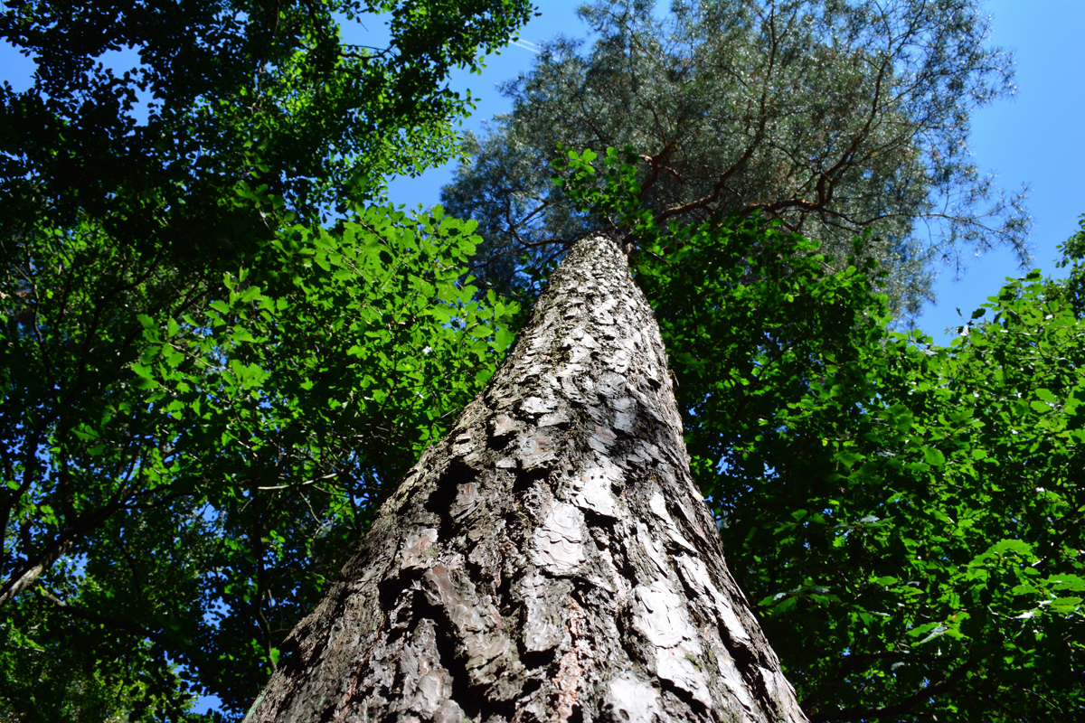 Baum mit dicker Rinde von unten nach oben im Staatsforst Ville bei Euskirchen - 31.08.2015