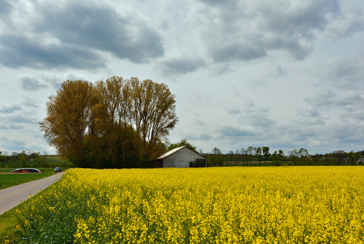 Baum und Rapsfeld bei Euskirchen - 29.04.2015