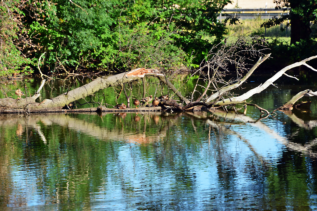 Baumbruch mit Entenbesuch am Teich der Burg Ringsheim - 10.07.2015