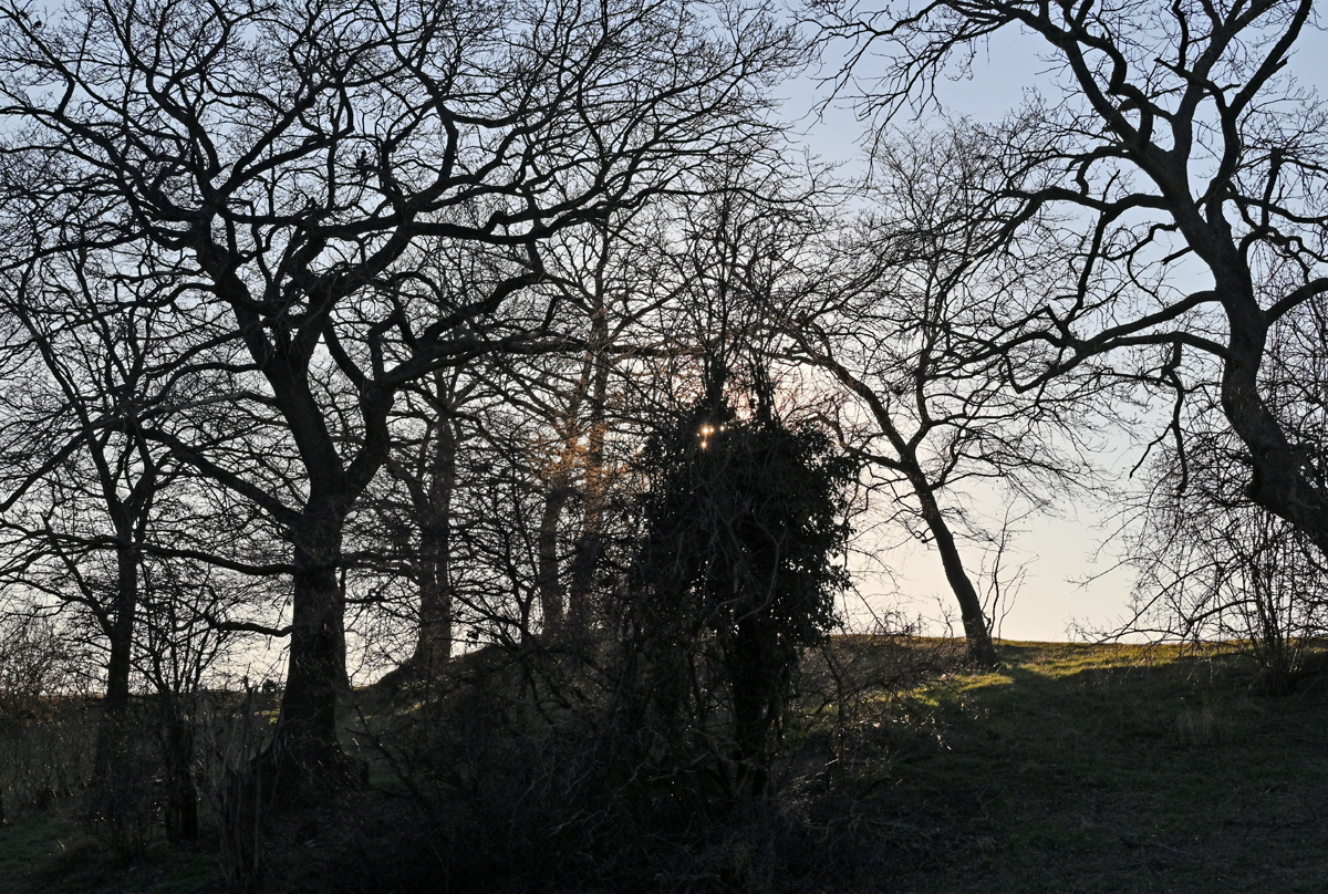 Baumgeäst im Abendlicht bei Eu-Kirchheim - 04.03.2022