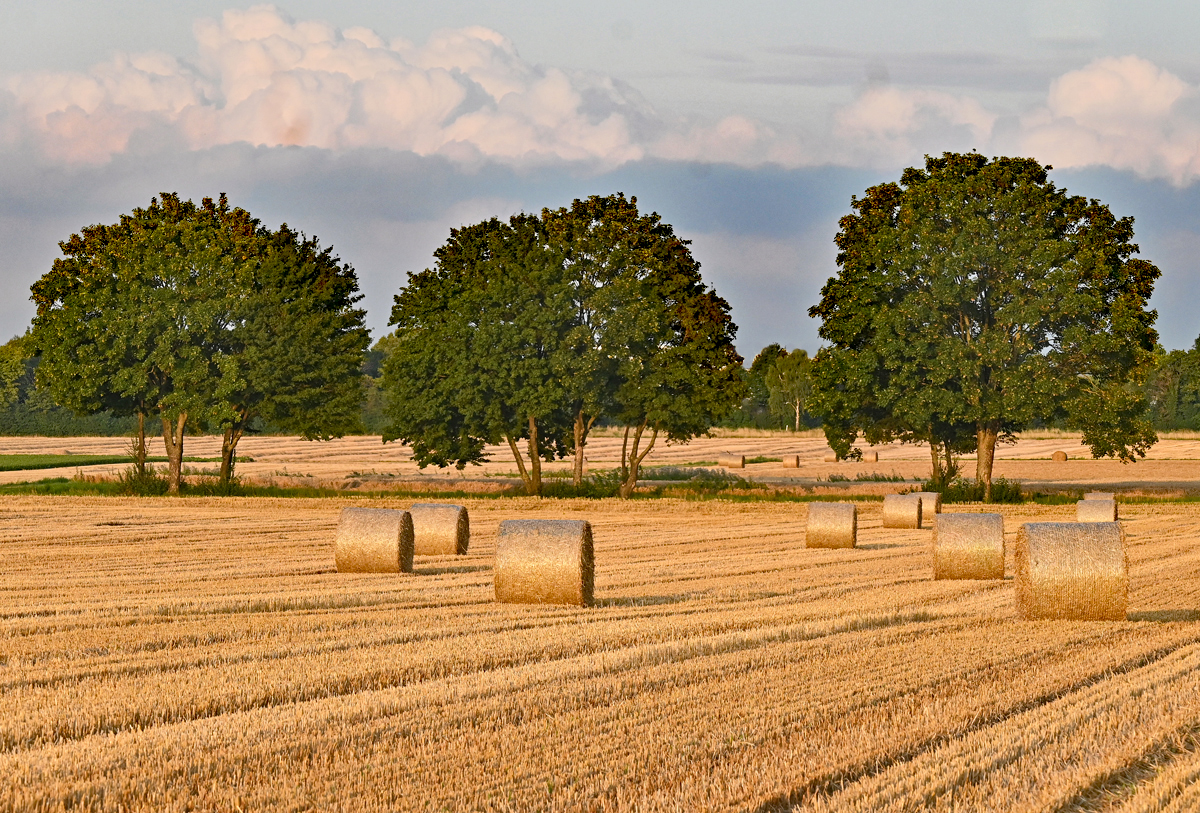 Baumgruppe und Heuballen im Abendlicht bei Euskirchen - 02.08.2021