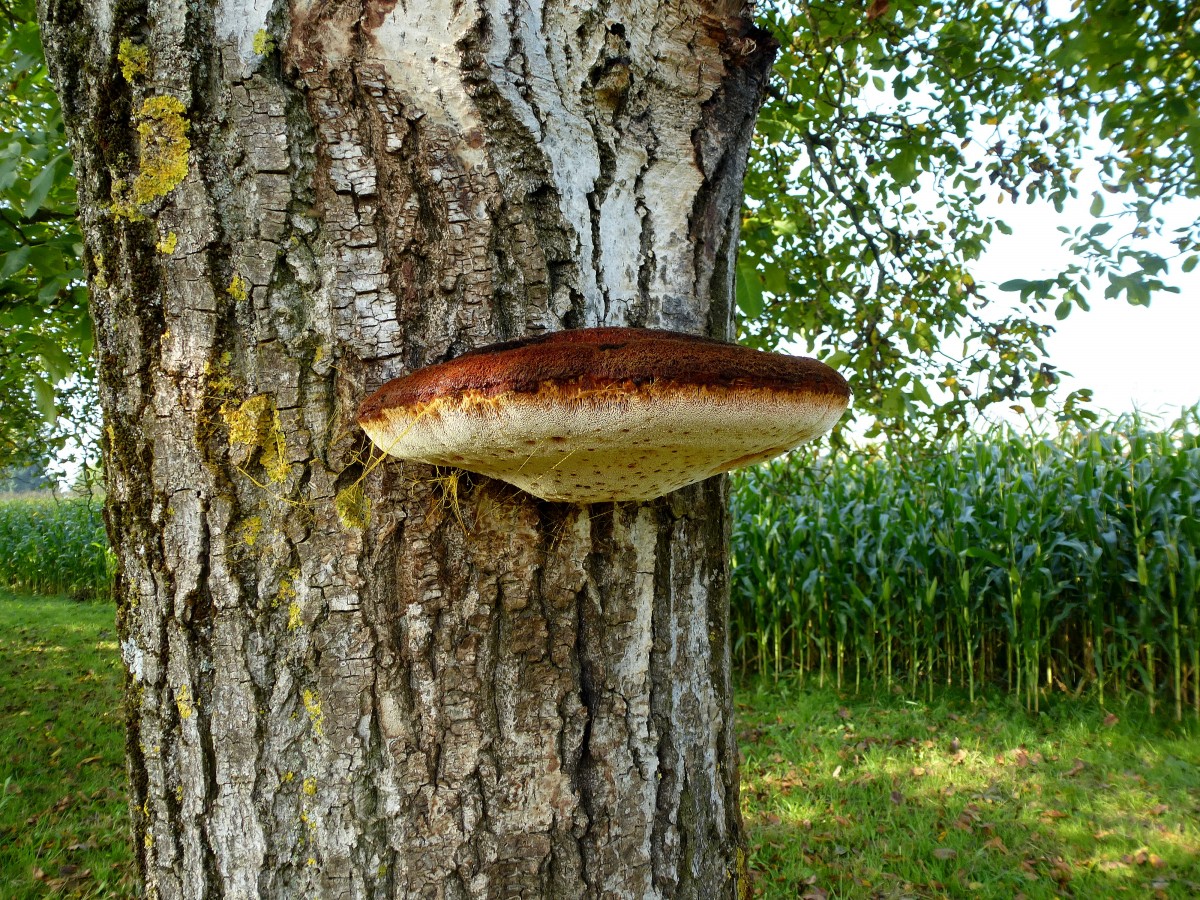 Baumpilz  Zottiger Schillerporling  (Inonotus hispidus) an einem Walnubaum, Okt.2014