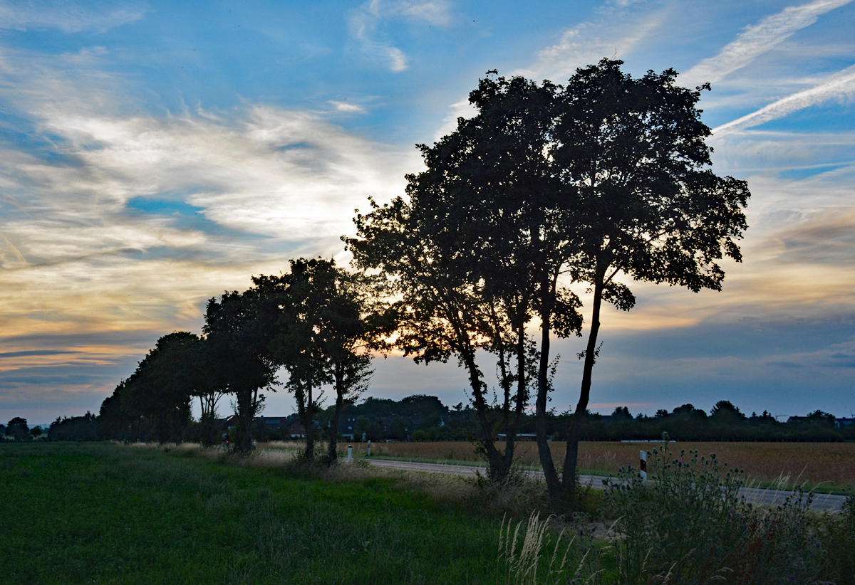 Baumreihe im Abendlicht bei Euskirchen - 09.07.2015