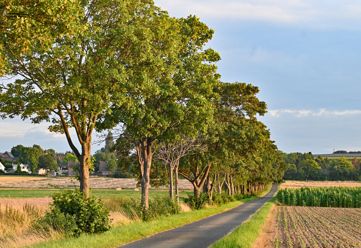 Baumreihe an einem Feldweg bei Euskirchen - 02.08.2021